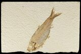 Detailed Fossil Fish (Knightia) - Wyoming #186429-1